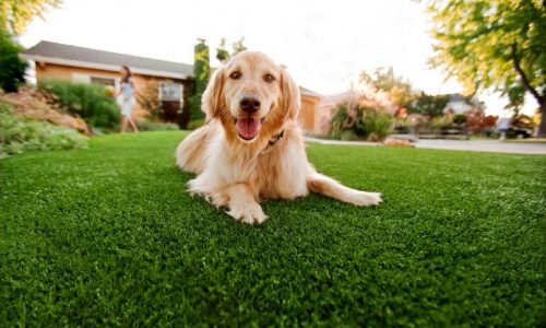 Synthetic Grass For Dogs La Jolla, Artificial Lawn Dog Run Installation