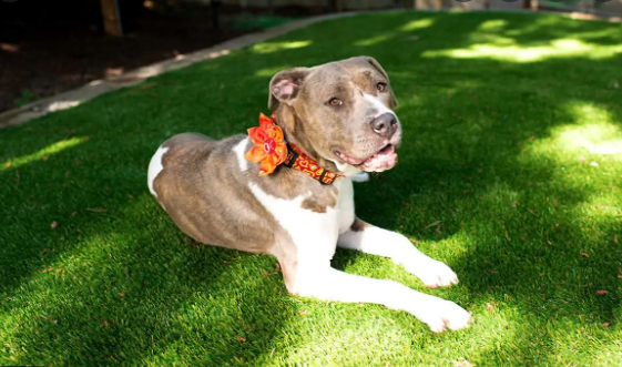 7 Tips To Clean Artificial Turf And Remove Pet Odors La Jolla