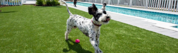 ▷7 Things To Know Before You Buy Artificial Turf For Dogs La Jolla
