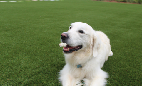 7 Tips To Install Artificial Grass As Safe Surface For Pets La Jolla